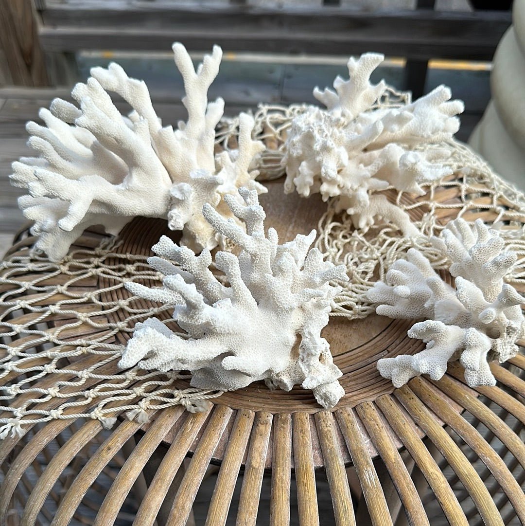 Vintage Pacific Elkhorn Coral Specimen - Coastal Home Decor (Stylophora pistillata)