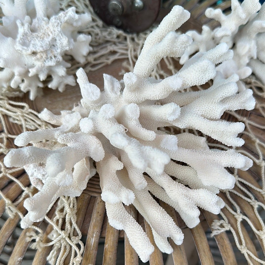 Vintage Pacific Elkhorn Coral Specimen - Coastal Home Decor (Stylophora pistillata)